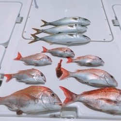 フィシングボートAir(エアー) 釣果