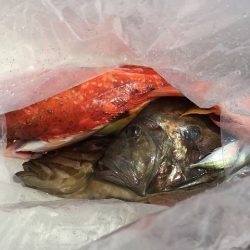 三吉丸 釣果
