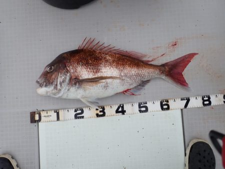 Aquanaut(アクアノート) 釣果