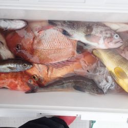 Aquanaut(アクアノート) 釣果