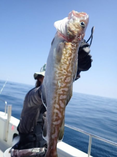 Aquanaut（アクアノート） 釣果