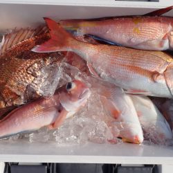 Aquanaut(アクアノート) 釣果