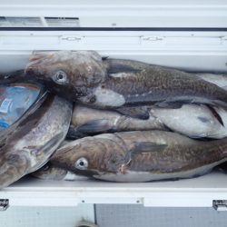 Aquanaut(アクアノート) 釣果