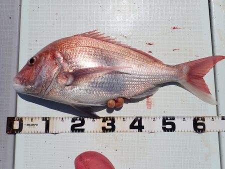 Aquanaut(アクアノート) 釣果