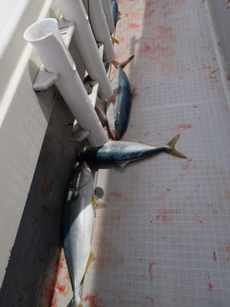 Aquanaut(アクアノート) 釣果