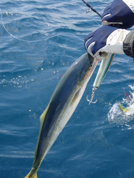 Aquanaut(アクアノート) 釣果