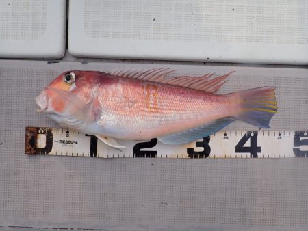 Aquanaut(アクアノート) 釣果