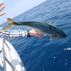 Aquanaut(アクアノート) 釣果