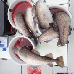 Aquanaut(アクアノート) 釣果