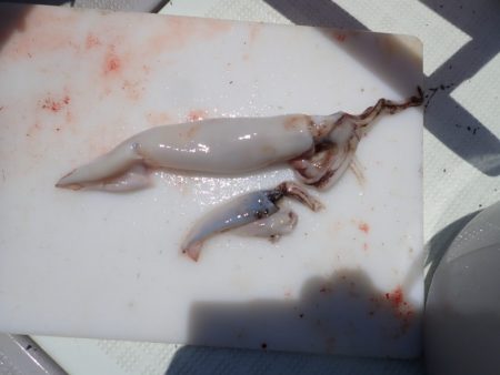 Aquanaut(アクアノート) 釣果