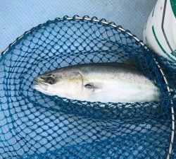 さぶろう丸 釣果