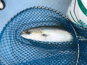 さぶろう丸 釣果