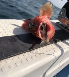 さぶろう丸 釣果