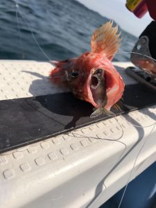 さぶろう丸 釣果