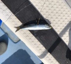 さぶろう丸 釣果