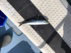 さぶろう丸 釣果