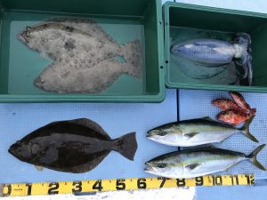 さぶろう丸 釣果