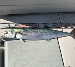 さぶろう丸 釣果