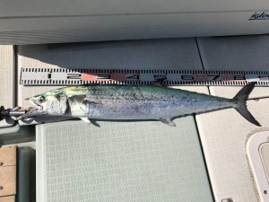 さぶろう丸 釣果