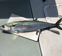 さぶろう丸 釣果