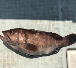 さぶろう丸 釣果