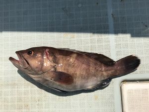 さぶろう丸 釣果