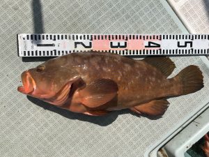 さぶろう丸 釣果