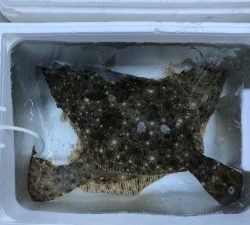 さぶろう丸 釣果