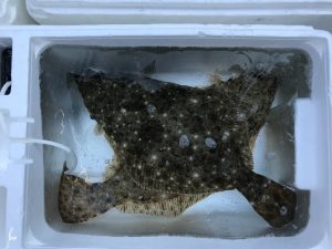 さぶろう丸 釣果