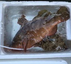 さぶろう丸 釣果