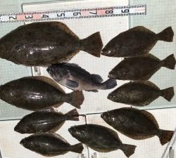 さぶろう丸 釣果