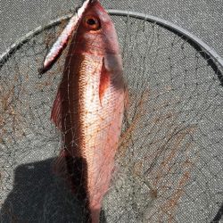 へいみつ丸 釣果