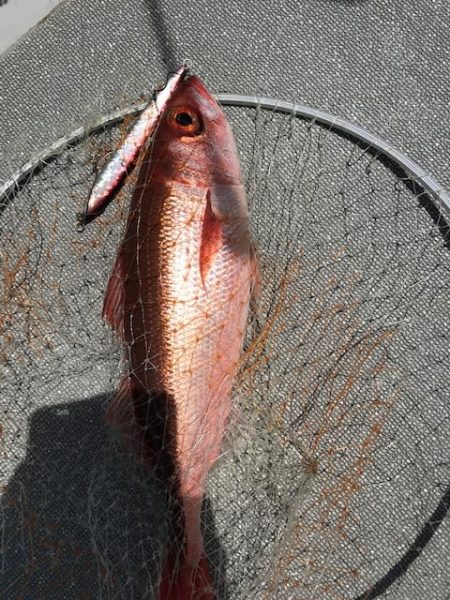 へいみつ丸 釣果