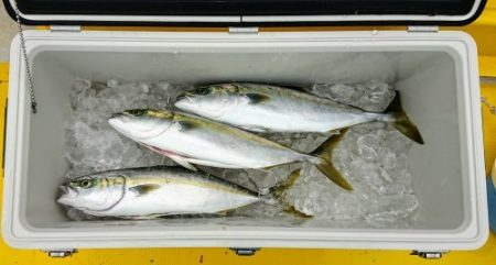 火遠理丸(ほおりまる) 釣果