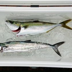 火遠理丸(ほおりまる) 釣果