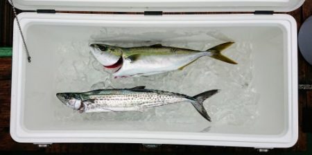 火遠理丸(ほおりまる) 釣果