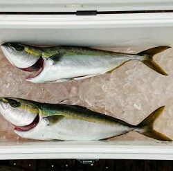 火遠理丸(ほおりまる) 釣果