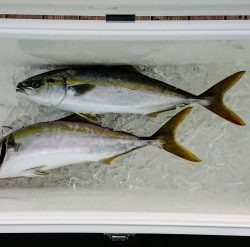 火遠理丸(ほおりまる) 釣果