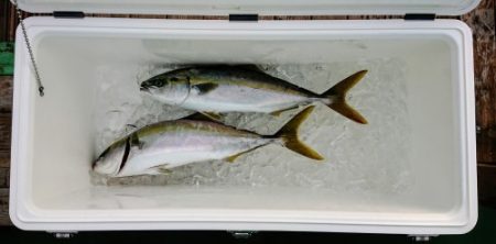 火遠理丸(ほおりまる) 釣果