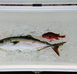 火遠理丸(ほおりまる) 釣果