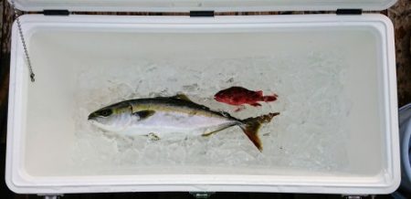 火遠理丸(ほおりまる) 釣果