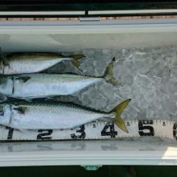 火遠理丸（ほおりまる） 釣果