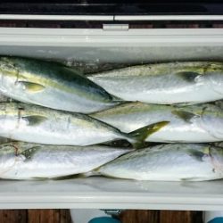 火遠理丸（ほおりまる） 釣果