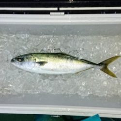 火遠理丸（ほおりまる） 釣果