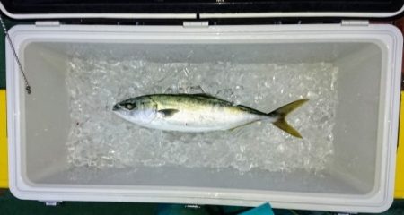 火遠理丸（ほおりまる） 釣果