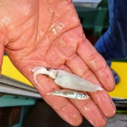 火遠理丸(ほおりまる) 釣果