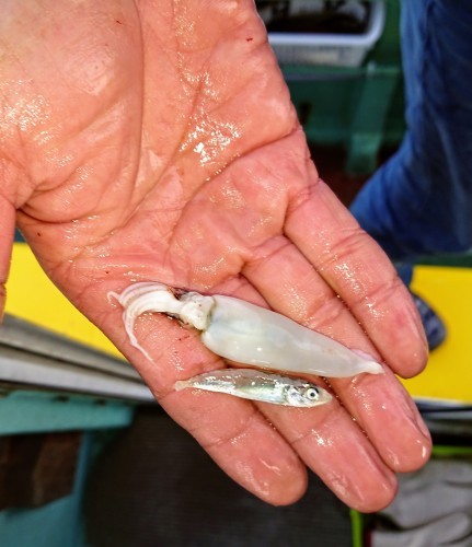 火遠理丸(ほおりまる) 釣果