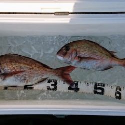 火遠理丸（ほおりまる） 釣果