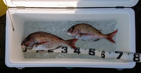 火遠理丸（ほおりまる） 釣果