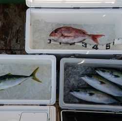 火遠理丸（ほおりまる） 釣果